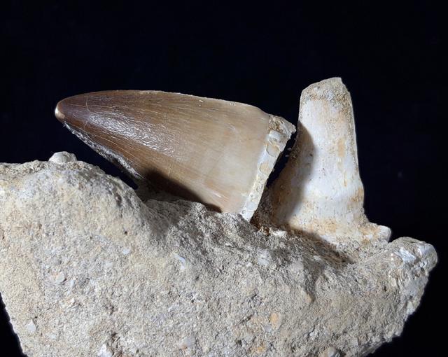 Mosasaurus beaugei ARAMBOURG 1952 & Knochenrest non det. - Bild © FossNet FossilienStore